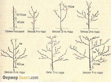 Metszés sárgabarack tavaszi, őszi, nyári, hogyan kell helyesen vágni