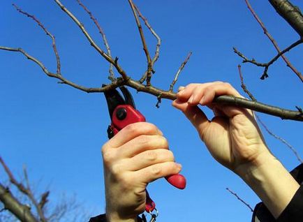 Metszés gyümölcsfák fontos pontokat és vágás szabályok