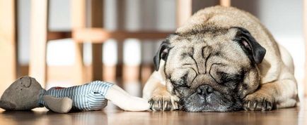 Böngésszen népszerű hashajtók kutyák tabletták és gyógyszerek házi használatra