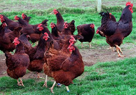Áttekintés fajta csirkék A hús és tojás fajtájú és jellemzői, fotók és videó