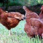 Áttekintés fajta csirkék A hús és tojás fajtájú és jellemzői, fotók és videó