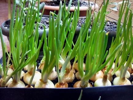 A veteményeskert az ablakpárkányon 5 féle gyógynövényt, amelyek könnyen termeszthető