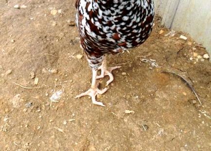Leírása és kezelése láb betegség csirkék