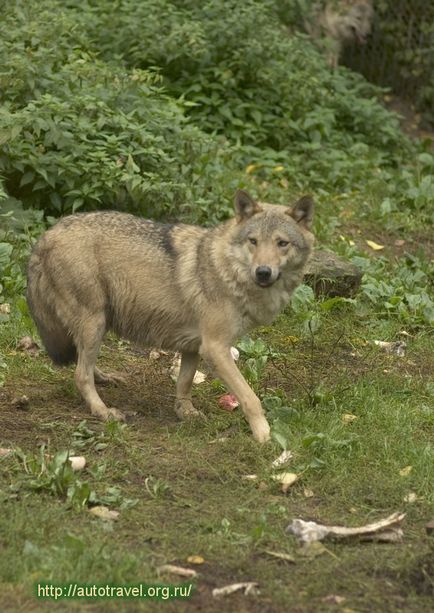 Adjon meg egy farkas vagy kutya dolgozunk farkasok - Wolfsschanze