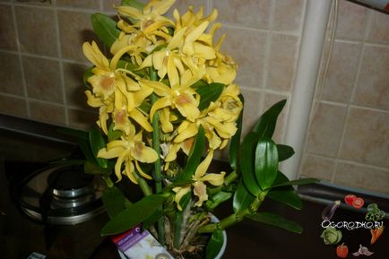 Dendrobium orchidea - jó tanácsot az ellátás, öntözés, műtrágyázás, a kiültetés