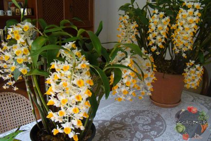 Dendrobium orchidea - jó tanácsot az ellátás, öntözés, műtrágyázás, a kiültetés