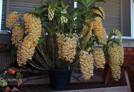 Dendrobium orchidea - jó tanácsot az ellátás, öntözés, műtrágyázás, a kiültetés