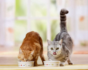 Az alapelv a táplálkozás sterilizált macska megfelelő táplálkozás és mit tud