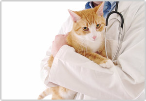 Az alapelv a táplálkozás sterilizált macska megfelelő táplálkozás és mit tud