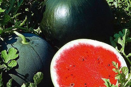 Jellemzők és titkok görögdinnye nőtt Szibériában