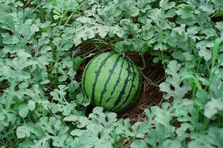Jellemzők és titkok görögdinnye nőtt Szibériában