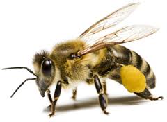 Ellentétben herék különböző fajokból származó méhek fotókat