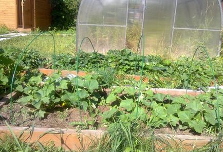 Squash ültetés és gondozás a nyílt terepen, az alapja a mezőgazdasági technológia