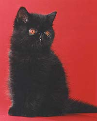 Perzsa macska fekete színű - fajta macskák