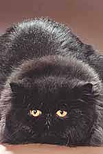 Perzsa macska fekete színű - fajta macskák