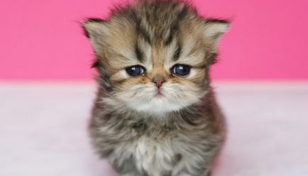 Kép perzsa macska, fajta leírás, karakteres, színes