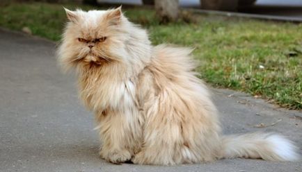 Kép perzsa macska, fajta leírás, karakteres, színes