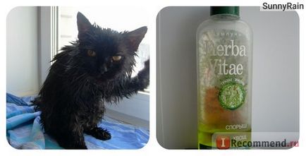 Perzsa macska - „fotó-történet egy fekete macska perzsa jellegű, és szokások, ápolás és