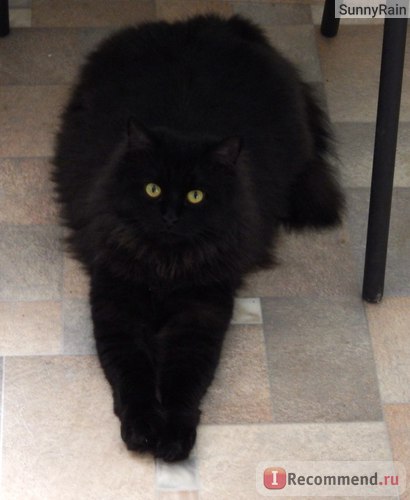 Perzsa macska - „fotó-történet egy fekete macska perzsa jellegű, és szokások, ápolás és
