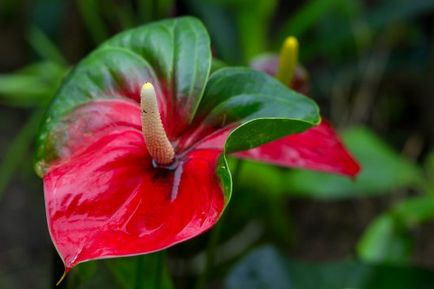 Miért fekete vagy sárga levelek Anthurium betegség és a kezelés