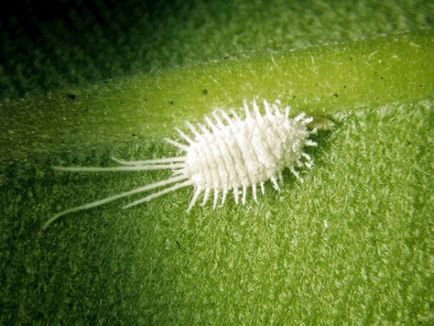 Miért levelek feketére a tippeket és éleit Spathiphyllum, vannak foltok okoz feketedés virágok