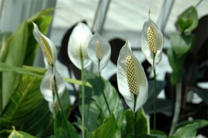 Miért megfeketedik kis növény leveleiből Spathiphyllum