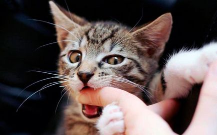 Miért macska harap petted