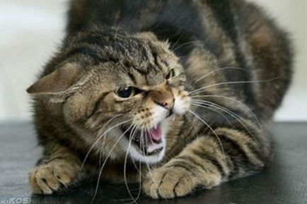 Miért macska harap a gazda lába, és rohan rá