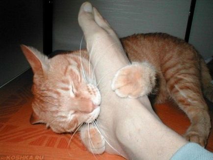 Miért macska harap a gazda lába, és rohan rá