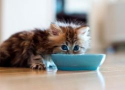 Miért a cica nem eszik