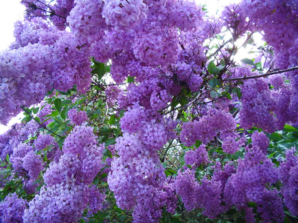 Miért nem virágzik az orgona (Spring) Miért nem virágzó lila
