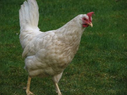 Miért csirkék esik a lábát, hogy meghatározza az okokat és gondos kezelést