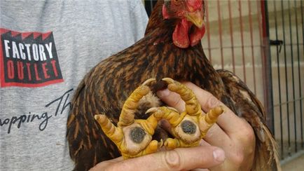 Miért csirkék esik a lábát, hogy meghatározza az okokat és gondos kezelést