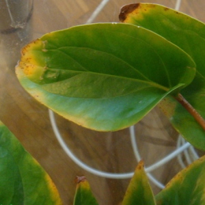 Miért Anthurium levelek sárgulnak és száraz, vagy a szélén mit jelent, hogy kezelni ezt a problémát