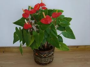 Miért levelek sárgulnak Anthurium, Virágbolt Consulting