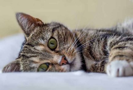 Miért macskák meleg fülek élet kelbimbó