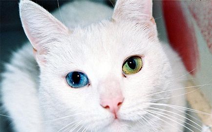 Miért macskák egyik szeme kék a másik sárga
