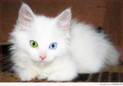 Miért macskák egyik szeme kék a másik sárga