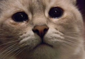 Miért cica könnyező szem betegségek tüneteit és kezelésük