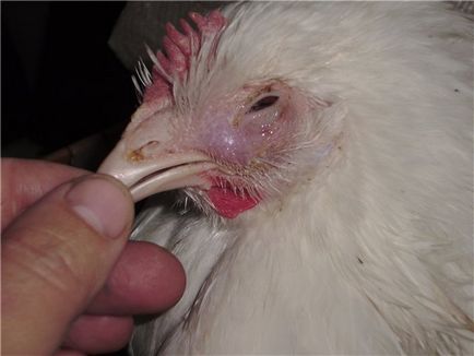 Miért csirkeszárny elhagyjuk probléma okait és megoldások