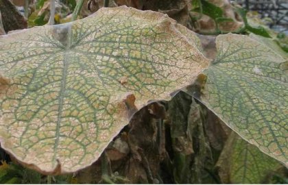 Miért levelek sárgulnak a uborka oka, és hogyan kell kezelni a megsárgult levelek