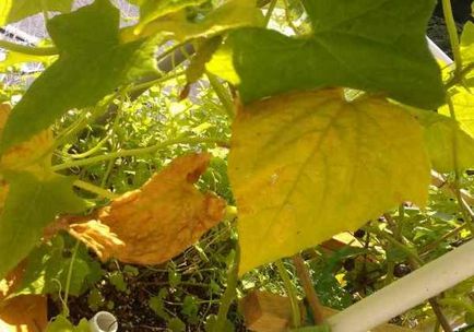 Miért levelek sárgulnak a uborka oka, és hogyan kell kezelni a megsárgult levelek