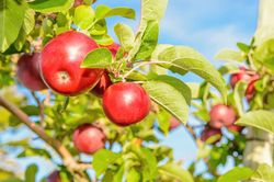 Termékenyítő alma - rendszer trágya, mint a takarmány az almafa