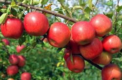 Termékenyítő alma - rendszer trágya, mint a takarmány az almafa