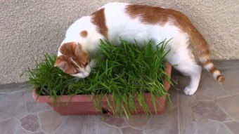 Vannak hasznos gyógynövény a néhány macska enni macska füvet macska, hogyan növekszik a fű