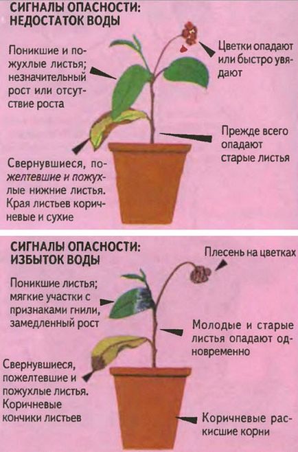 Öntözés szobanövények