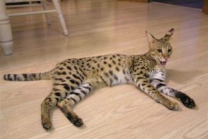 Breed macskák leopárd fotó, fajta leírás