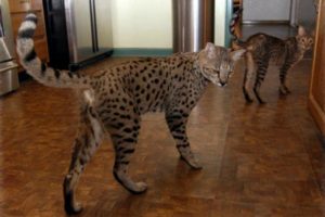 Breed macskák leopárd fotó, fajta leírás