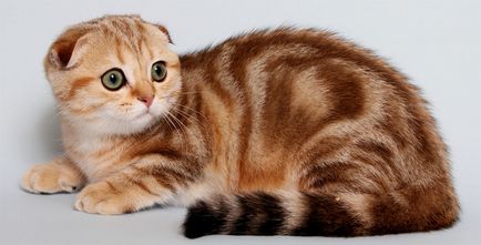Breed pöttyös macska fotó, színes