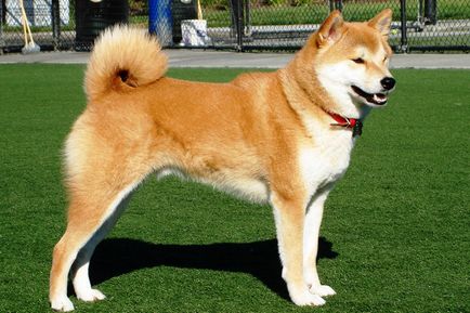 Breed japán kutya nevét és fényképét, minden a kutyák